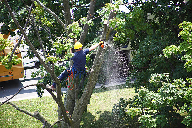 Best Tree Cabling and Bracing  in Wellsburg, WV